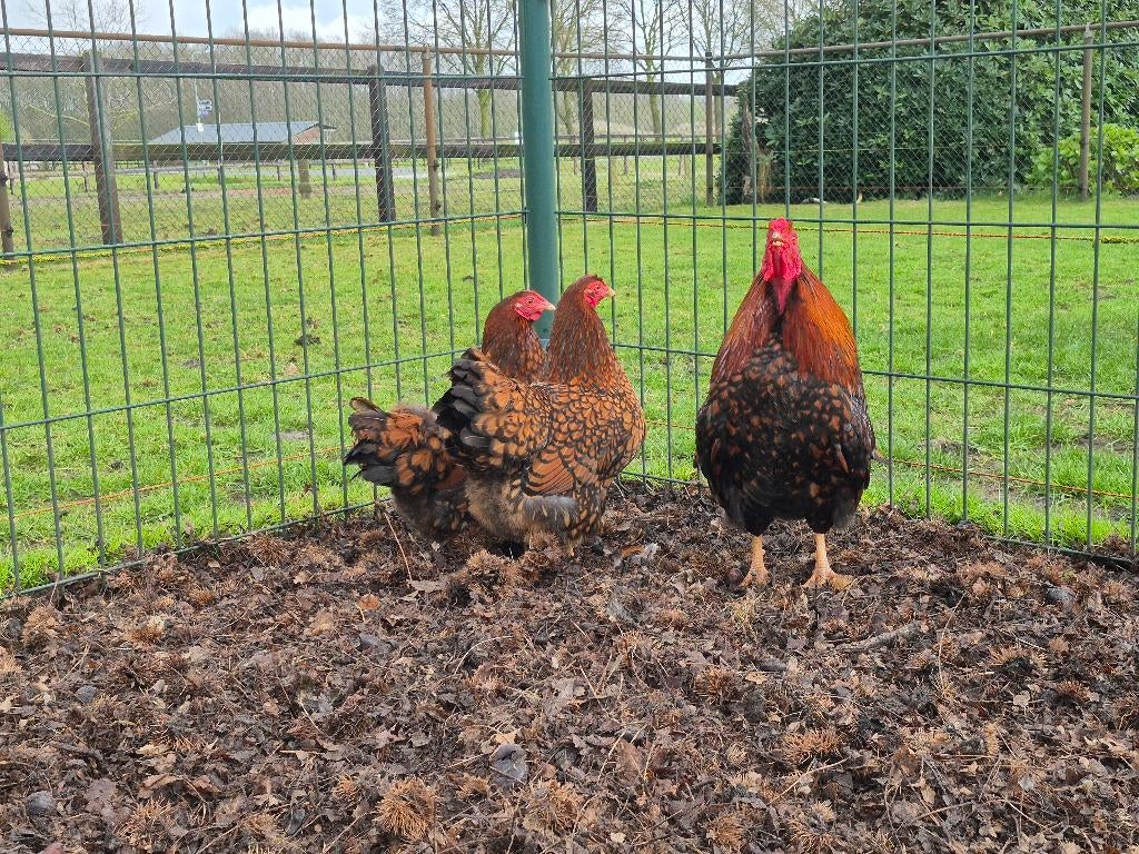 Wyandotte kriel, Dieren en Toebehoren, Pluimvee, Vrouwelijk, Kip