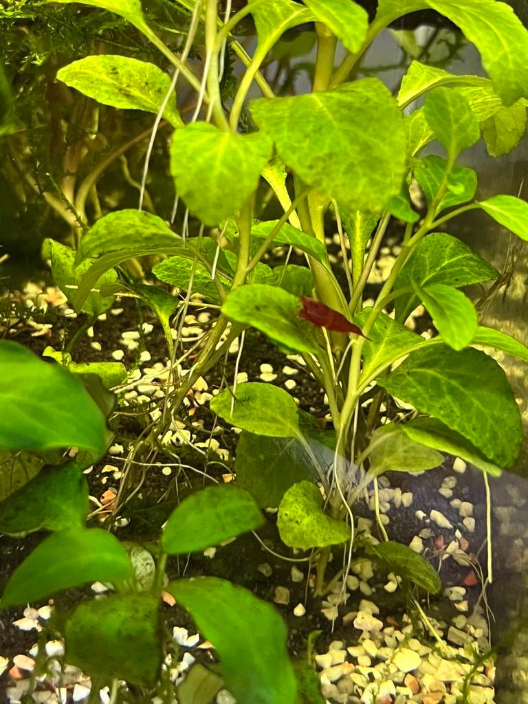 Rode garnalen, Kreeft, Krab of Garnaal