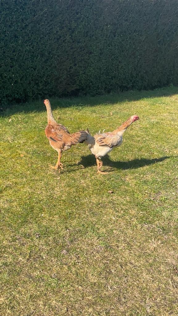 2 indo gigante hennen te koop 80cm plus, Dieren en Toebehoren, Vrouwelijk, Kip