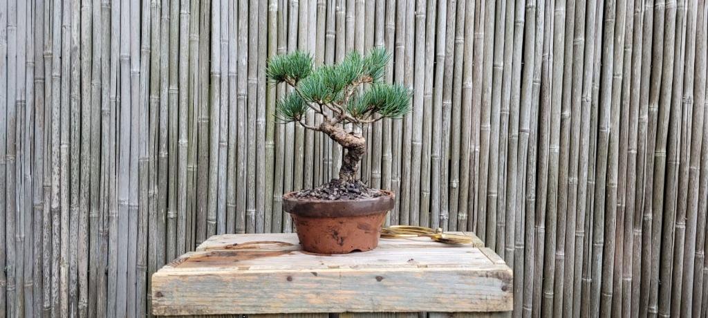 Bonsai, Tuin en Terras, Planten | Bomen, Bloeit niet, Halfschaduw, Overige soorten, Minder dan 100 cm