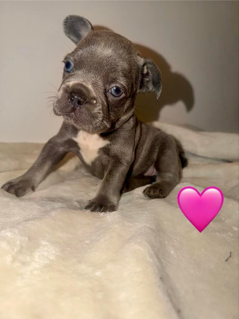 Super lieve franse bulldogs, 8 tot 15 weken, Bulldog, Meerdere, Meerdere dieren