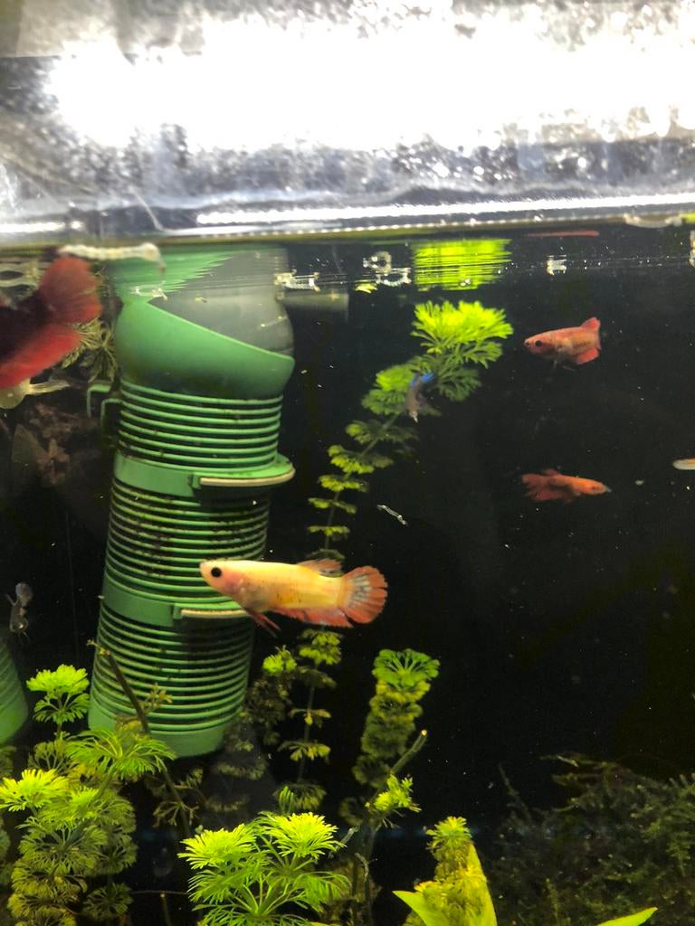 +/-15 betta vissen eigen kweek f4, Dieren en Toebehoren, Vissen | Aquariumvissen, Vis, Zoetwatervis