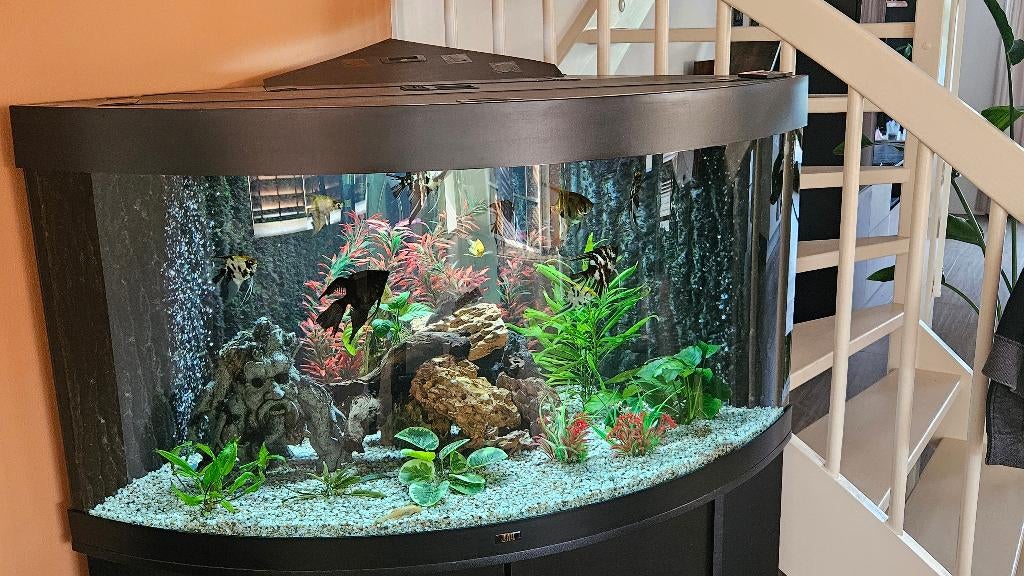 Vissen, Vis, Zoetwatervis