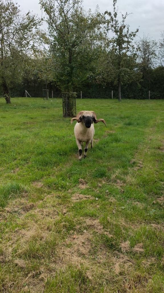 Wallischer schwarznase stamboek ram, Dieren en Toebehoren, Schapen, Geiten en Varkens, Mannelijk, Schaap, 3 tot 5 jaar