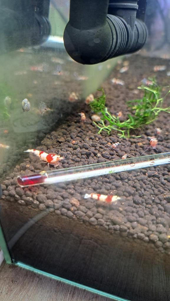 Crystal red garnalen, Ophalen, Nieuw