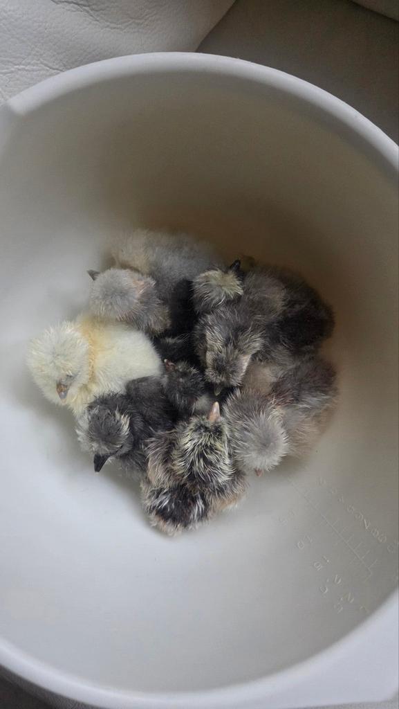 broedeieren USA zijdehoender eieren krielkip, Dieren en Toebehoren, Pluimvee, Geslacht onbekend, Kip