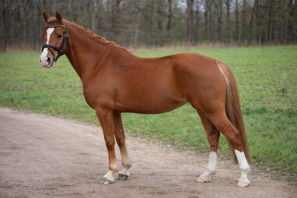 Aansprekende c pony te koop!, Dieren en Toebehoren, Pony's, Merrie, 3 tot 6 jaar
