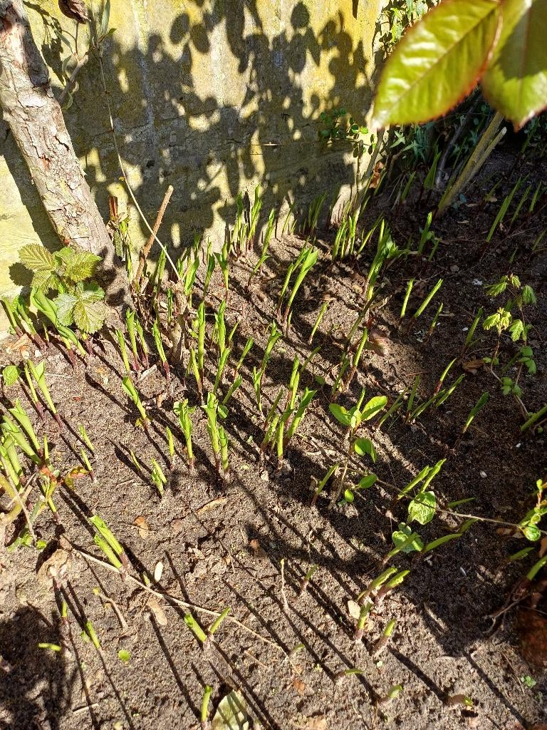 LELIETJES VAN DALEN 20 cent per stuk. Vaste plant. Tuinplant, Tuin en Terras, Planten | Tuinplanten, Ophalen, Lente, Bodembedekkers