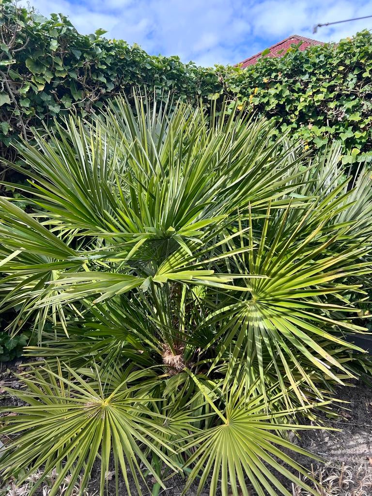 Winterharde Chinese Waaierpalm (Trachycarpus fortunei), Volle zon, Vaste plant, Bloeit niet, Ophalen