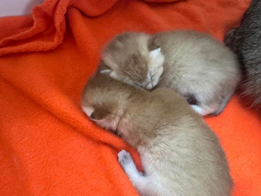 Te koop raszuivere britse korthaar kittens, Meerdere dieren, Gechipt, 0 tot 2 jaar