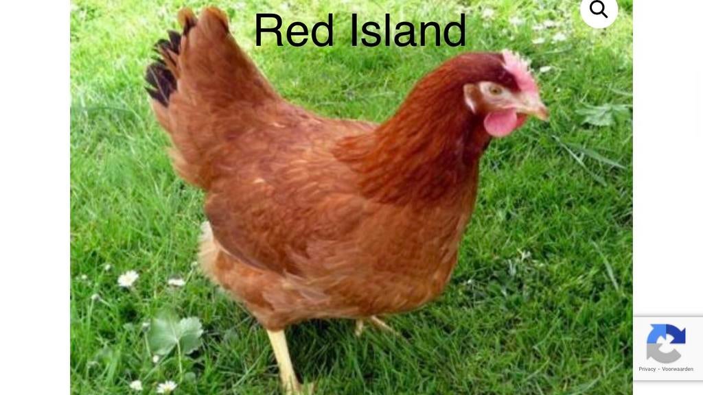 Legkippen hennen te koop, Vrouwelijk, Kip