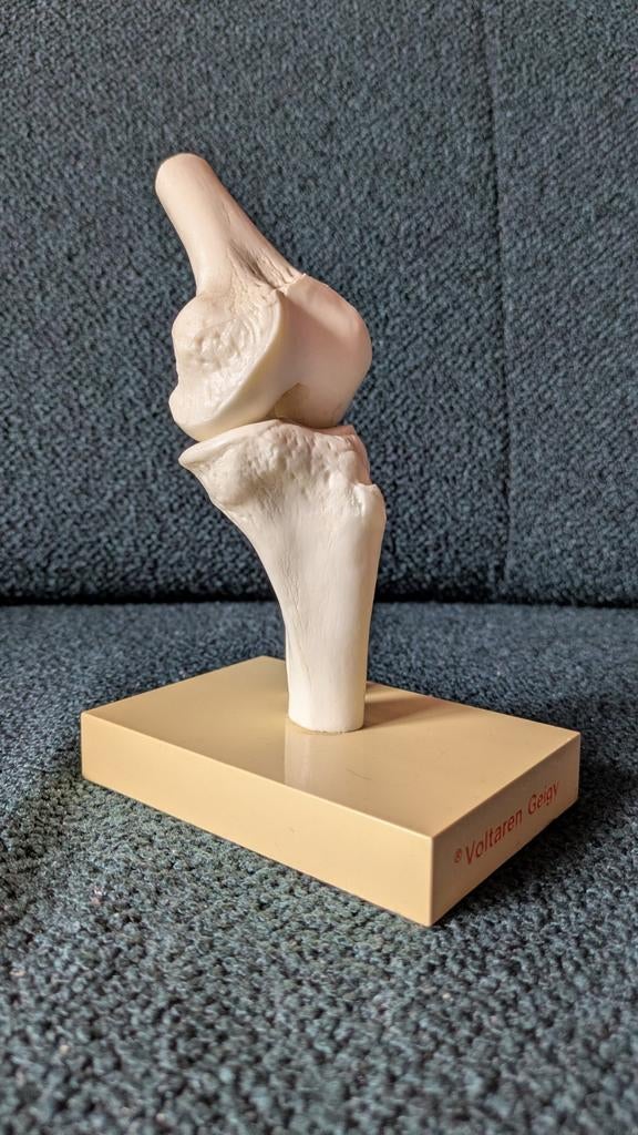 Anatomisch model kniegewricht botstructuur kniegewricht knie, Ophalen of Verzenden, Zo goed als nieuw