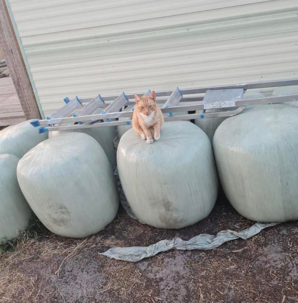 Maisbaaltjes / MPB-mix / diervoeding / koe / schaap / geit, Dieren en Toebehoren, Dierenvoeding, Ophalen of Verzenden, Vee