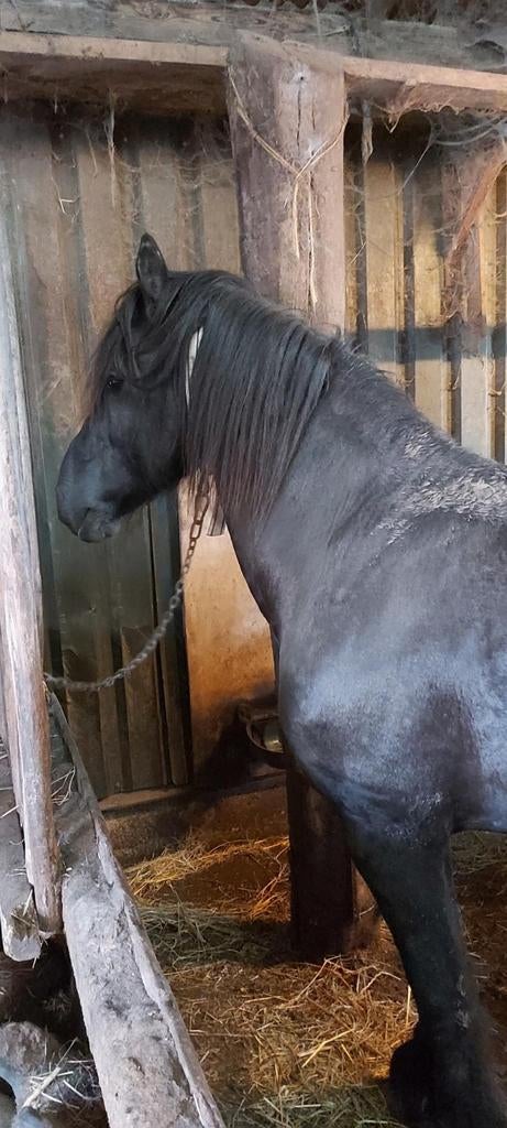 Hengst, Dieren en Toebehoren, Minder dan 160 cm, 11 jaar of ouder, Recreatiepaard, Zadelmak