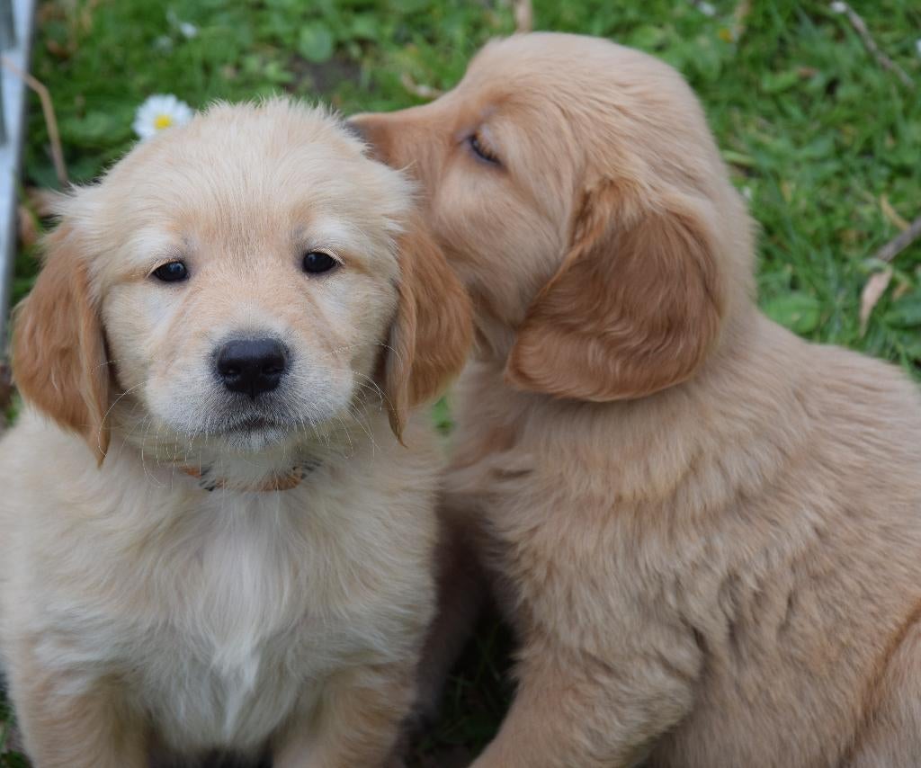 Golden Retriever pups met stamboom, Reu, 8 tot 15 weken, Meerdere, Parvo