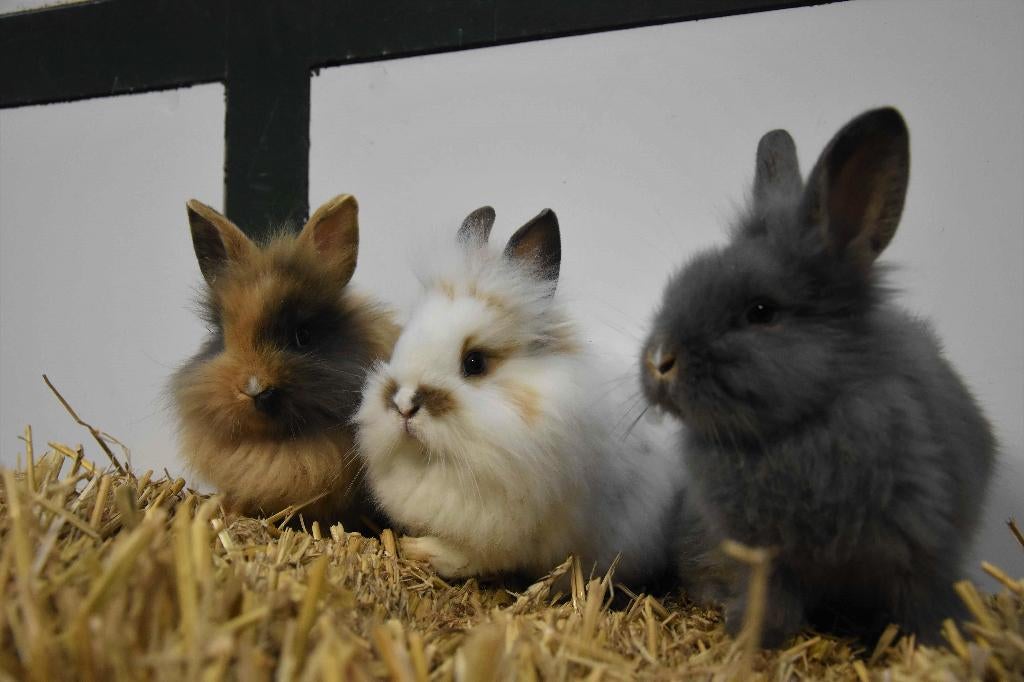 Lieve dwergkonijnen | Ruime keuze | Jonge konijnen, Dieren en Toebehoren, Konijnen, Meerdere dieren, Dwerg, 0 tot 2 jaar