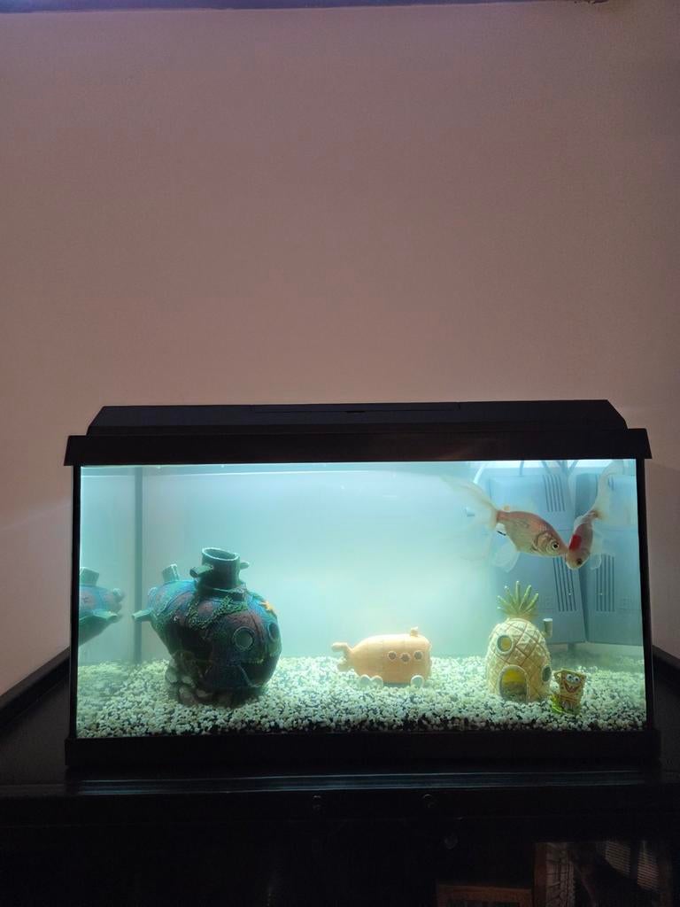 Aquarium inclusief alle toebehoren en vissen., Ophalen, Zo goed als nieuw, Gevuld zoetwateraquarium