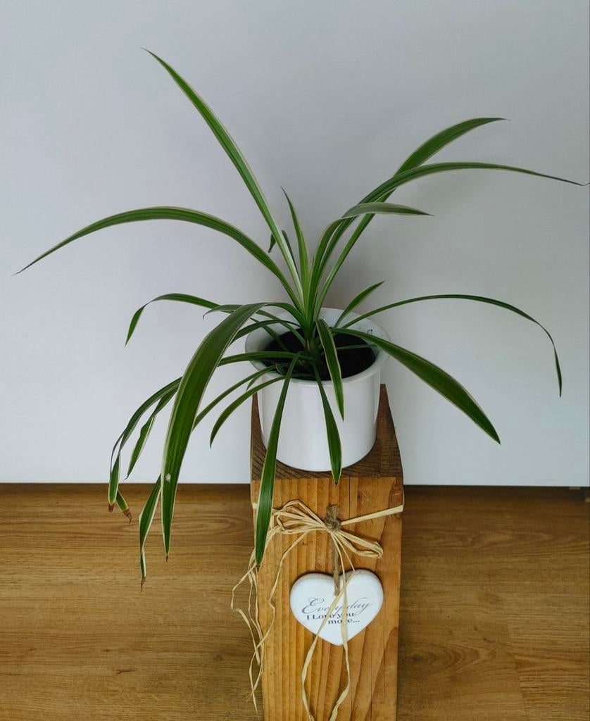 Luchtzuiverende Graslelie, Chlorophytum 'Ocean', Huis en Inrichting, Ophalen, Overige soorten, Halfschaduw, In pot