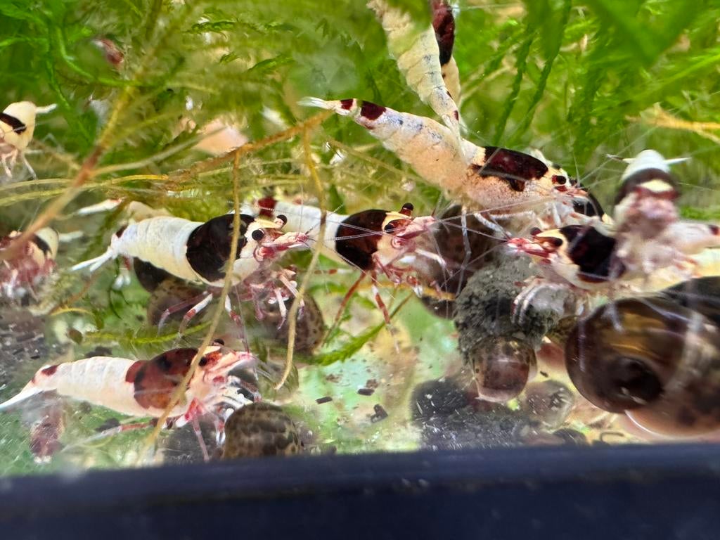 Caridina red shadow masura, Kreeft, Krab of Garnaal, Zoetwatervis, Schoolvis