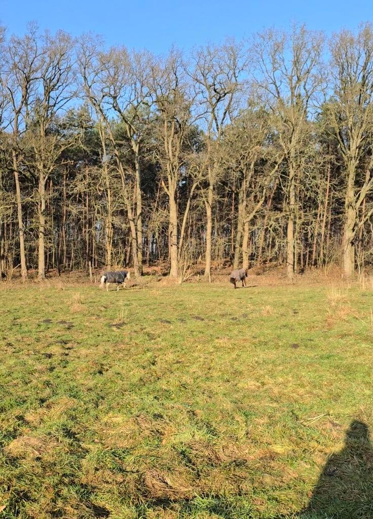 Gun jij jouw Shetlander of kleine pony een fijn nieuw ple, Weidegang, 1 paard of pony