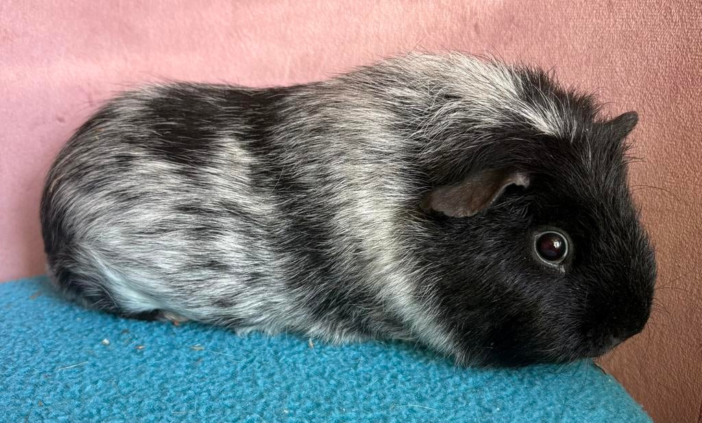 Skinny dragers cavia beren, Cavia, Juni, Mannelijk, Tam