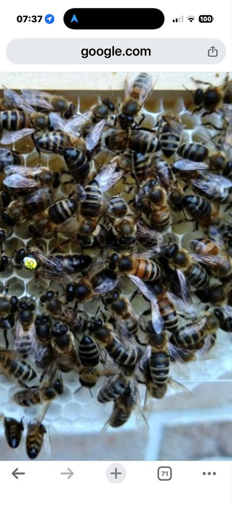 Carnica bijen volken op langstroth gezocht!, Dieren en Toebehoren, Insecten en Spinnen, Bijen