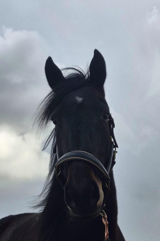 lief recrestiepaard ruin, Dieren en Toebehoren, Gechipt, Ruin, 3 tot 6 jaar, 160 tot 165 cm