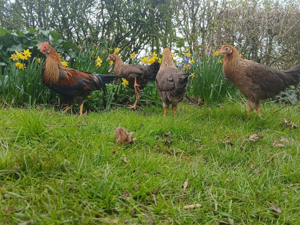 Mooie leghorn patrijs kippen, Mannelijk, Kip