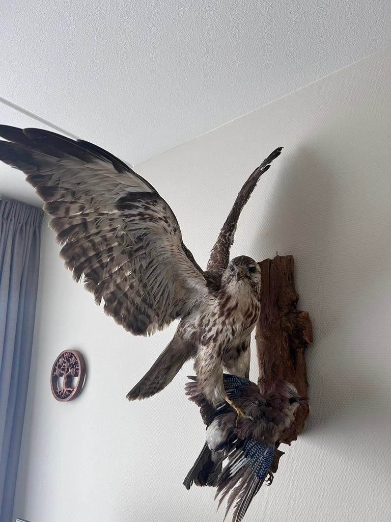 Buizerd peuzeld een vlaamsegaai op, Verzamelen, Dierenverzamelingen, Ophalen of Verzenden, Zo goed als nieuw, Opgezet dier