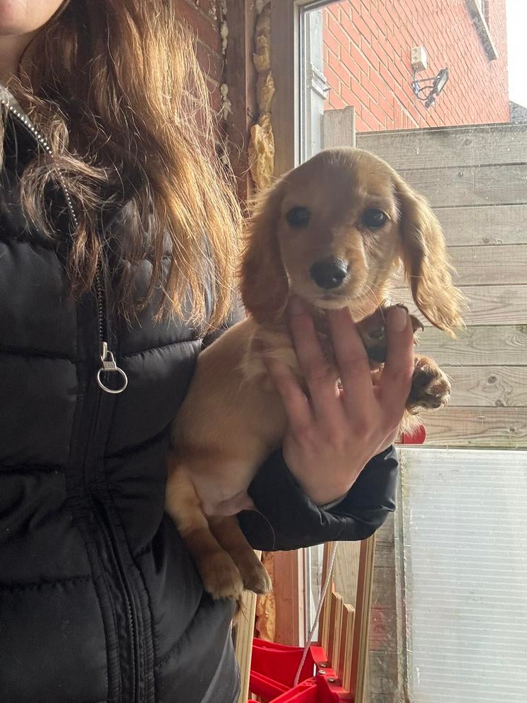 Langharige teckel pups, België, Particulier, Reu, 8 tot 15 weken