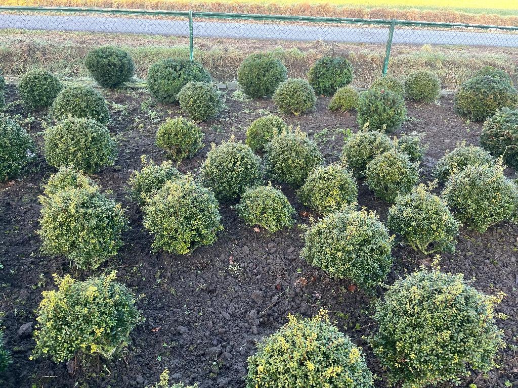 ilex bollen, Ophalen, Overige soorten, Haag, Minder dan 100 cm