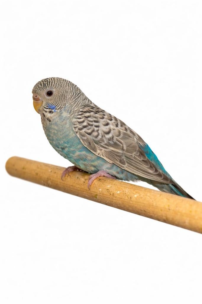 dunfallow Blackface split blackwing vrouw, Vrouwelijk, Parkiet, Geringd