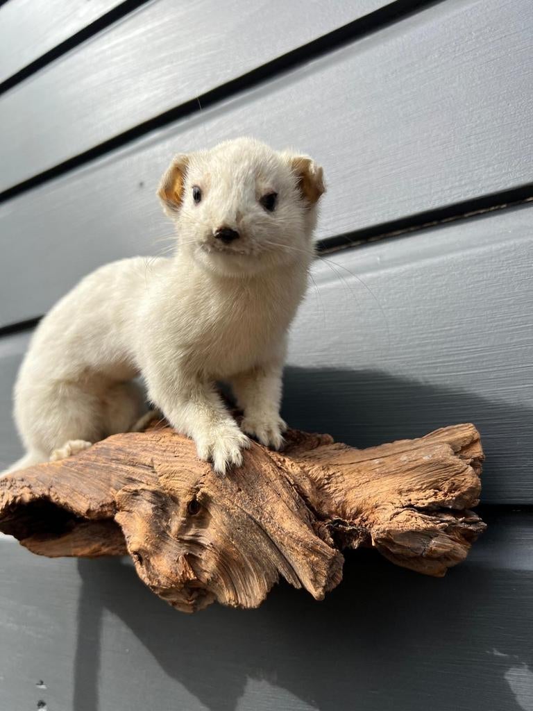Prachtige Hermelijn, Ophalen of Verzenden, Wild dier, Opgezet dier