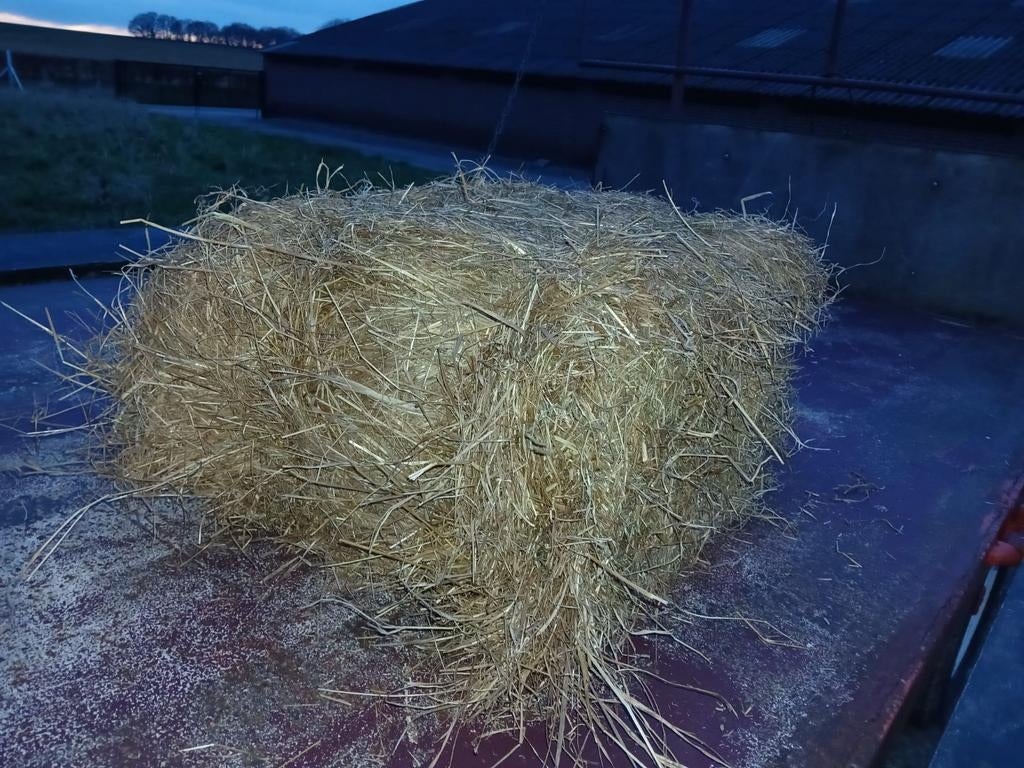 hooi, Dieren en Toebehoren, Dierenvoeding, Overige soorten, Ophalen of Verzenden