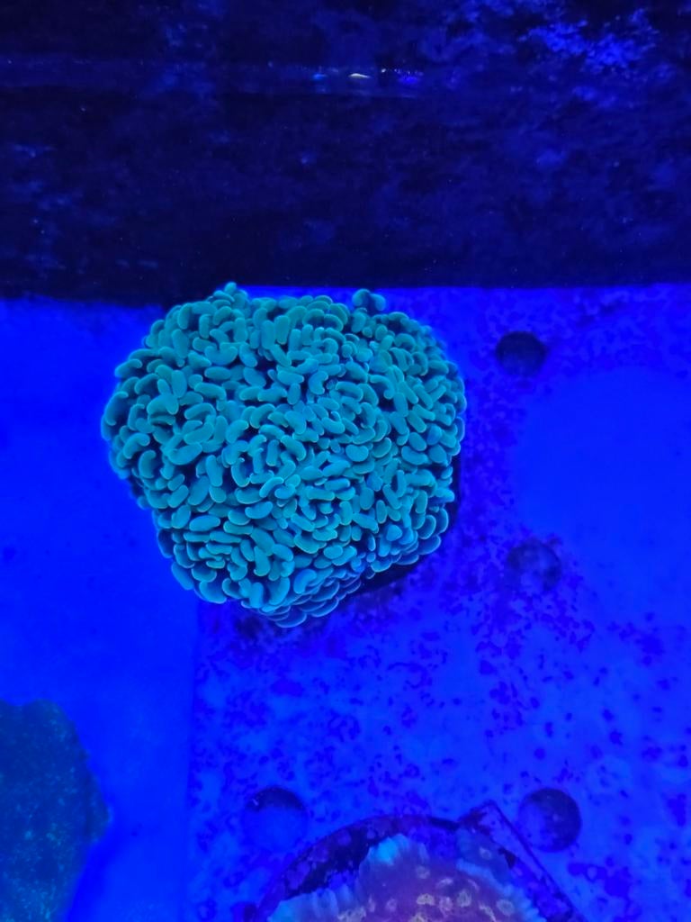 Grote gouden hamer, Ophalen, ., Overige typen, Nieuw