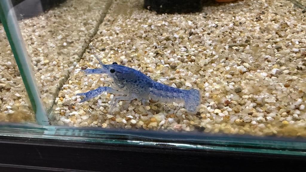 Blauwe florida kreeft, Kreeft, Krab of Garnaal