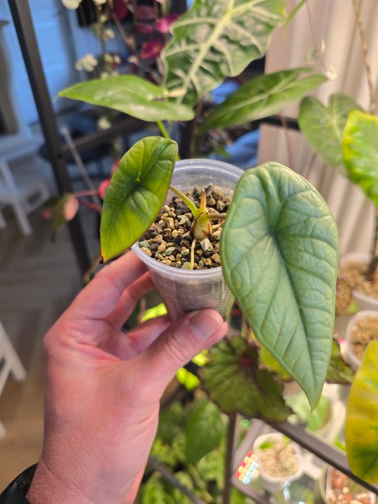 Alocasia Bisma Platinum, Huis en Inrichting, Kamerplanten, Overige soorten, In pot, Minder dan 100 cm, Groene kamerplant