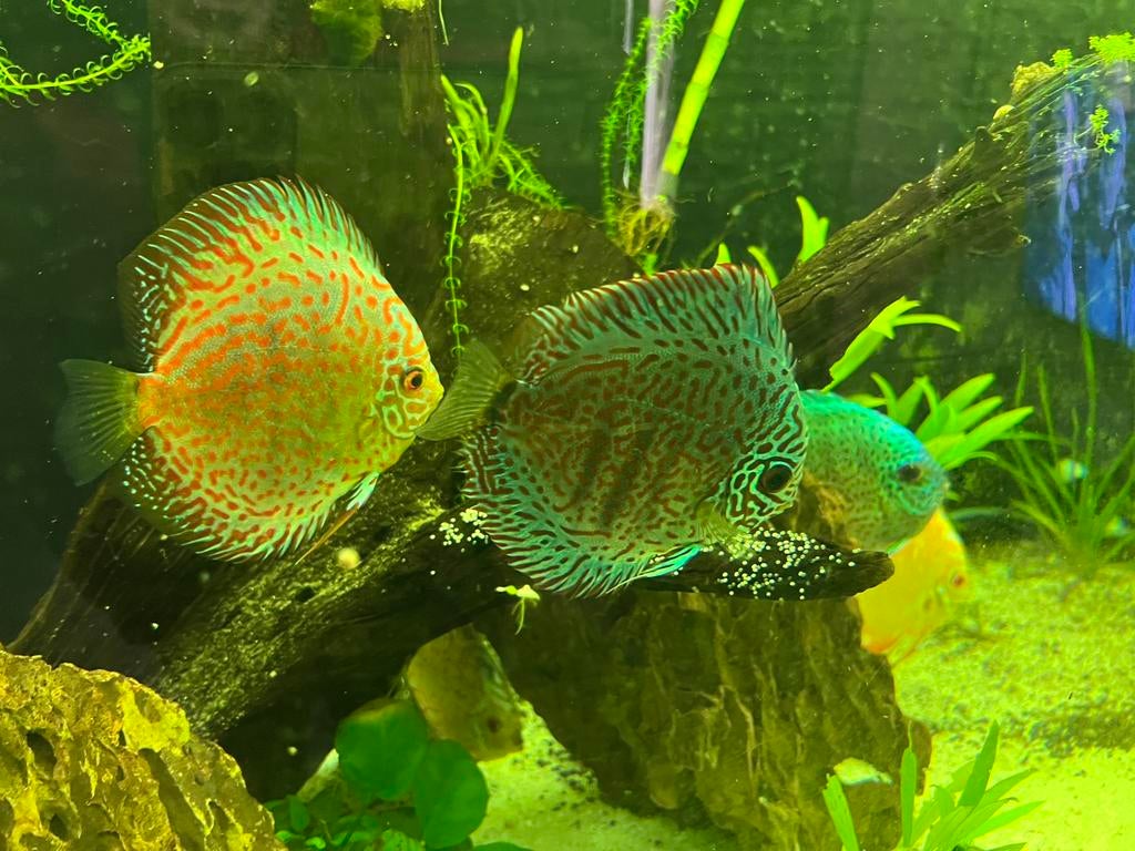 Uniek Discus Premium Breeding Pair Prachtige Kleuren, Vis