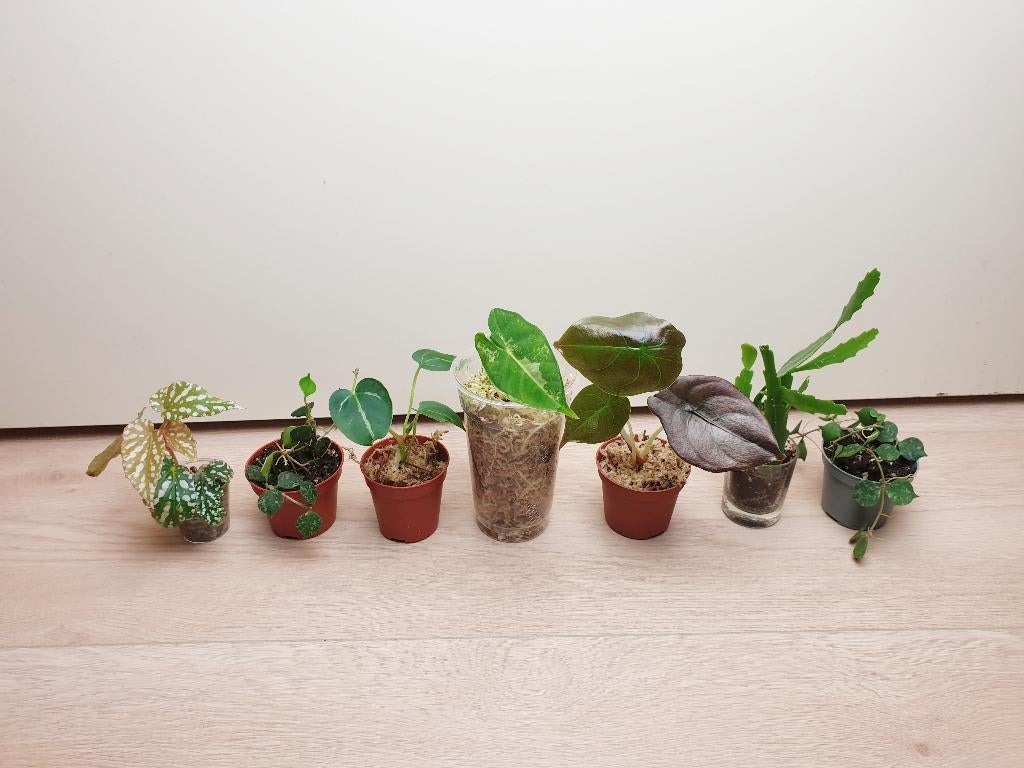 Set baby kamerplantjes, hoya, begonia, alocasia, anthurium, Huis en Inrichting, Kamerplanten, Overige soorten, In pot, Minder dan 100 cm