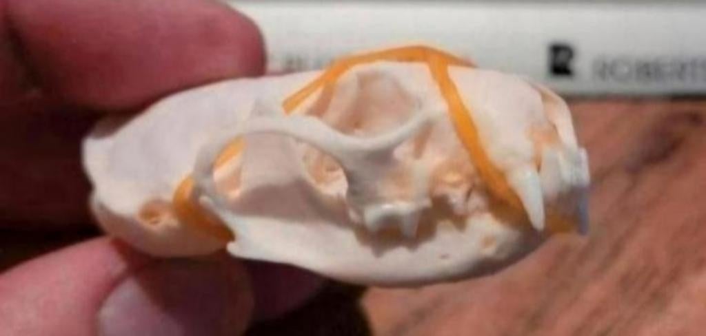 Prachtige Schedels Nerts Mink Skull -skelet  geraamte, Ophalen of Verzenden, Wild dier, Schedel