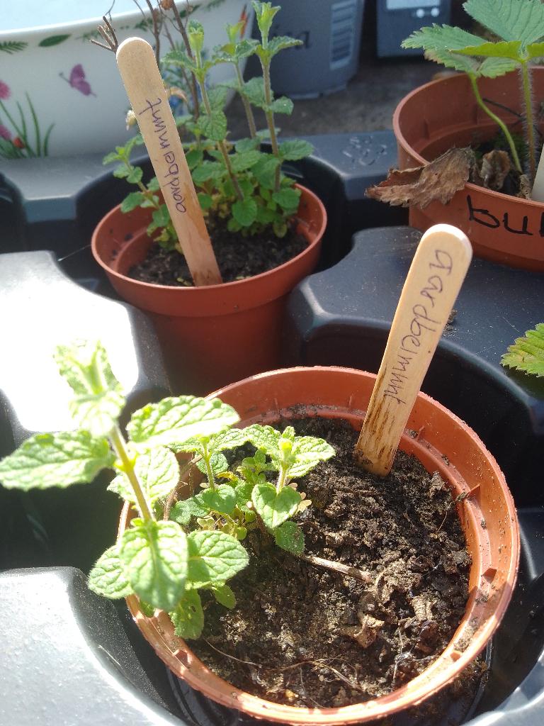 aardbeien munt, Ophalen of Verzenden, Overige soorten, Halfschaduw