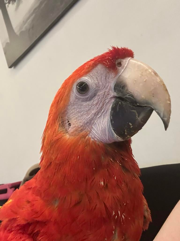 Rood gele ara baby, Dieren en Toebehoren, Vogels | Parkieten en Papegaaien, Mannelijk, Papegaai, Tam