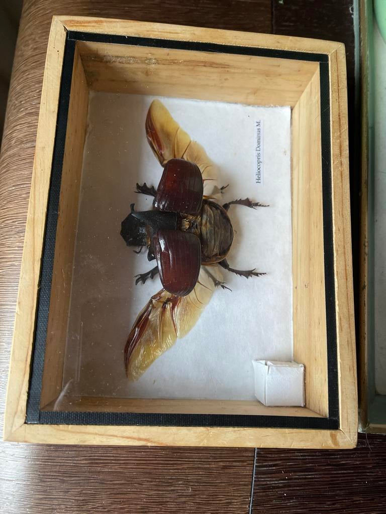 Opgezette Heliocopris Dominus, Verzamelen, Dierenverzamelingen, Ophalen, Zo goed als nieuw, Opgezet dier