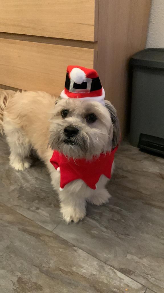 Lhasa Apso Puur dekreuen (  niet te koop), 6 jaar of ouder, Reu, Parvo, Eén hond