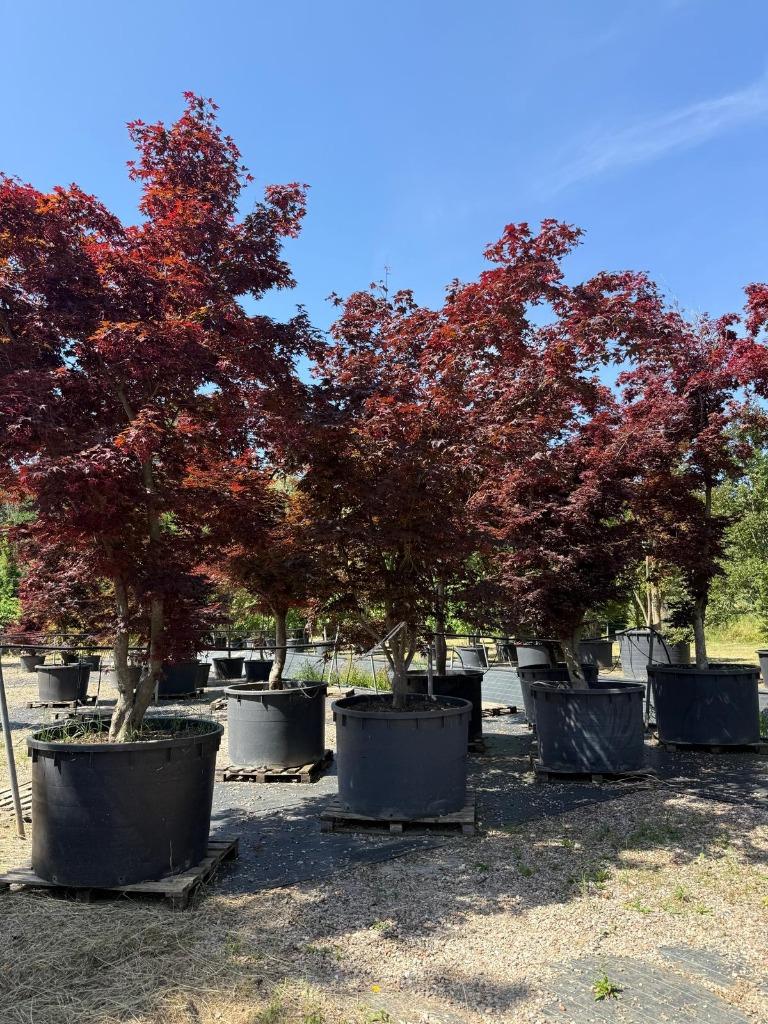 Exclusieve solitaire Acer palmatum Bloodgood 380/400 cm, Bloeit niet, Halfschaduw, Overige soorten, 250 tot 400 cm