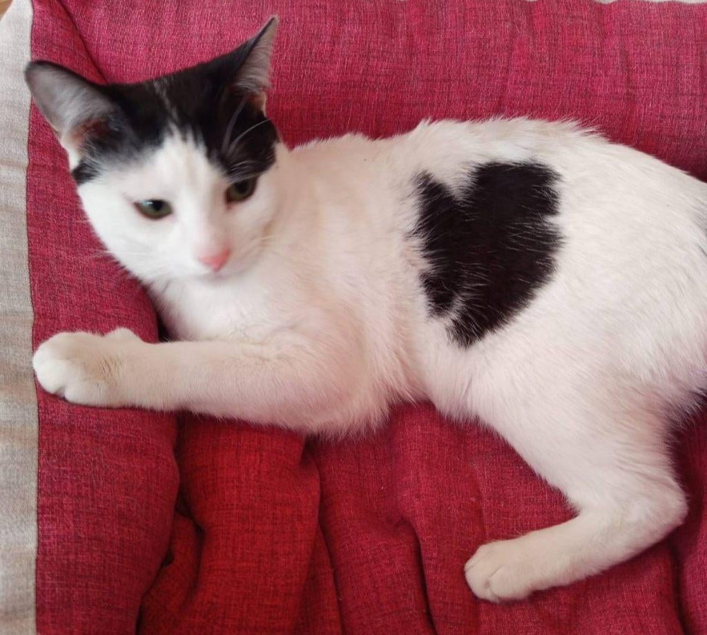 Jarela, Diana, al met 1 dag ter adoptie gezet, nu bij ons,, Dieren en Toebehoren, Katten en Kittens | Overige Katten, Poes, Kortharig