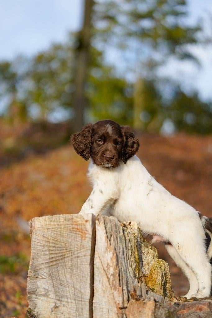 Gezonde Duitse Staande Langhaar Pups, Duitse Staande hond, Parvo, 8 tot 15 weken, Meerdere