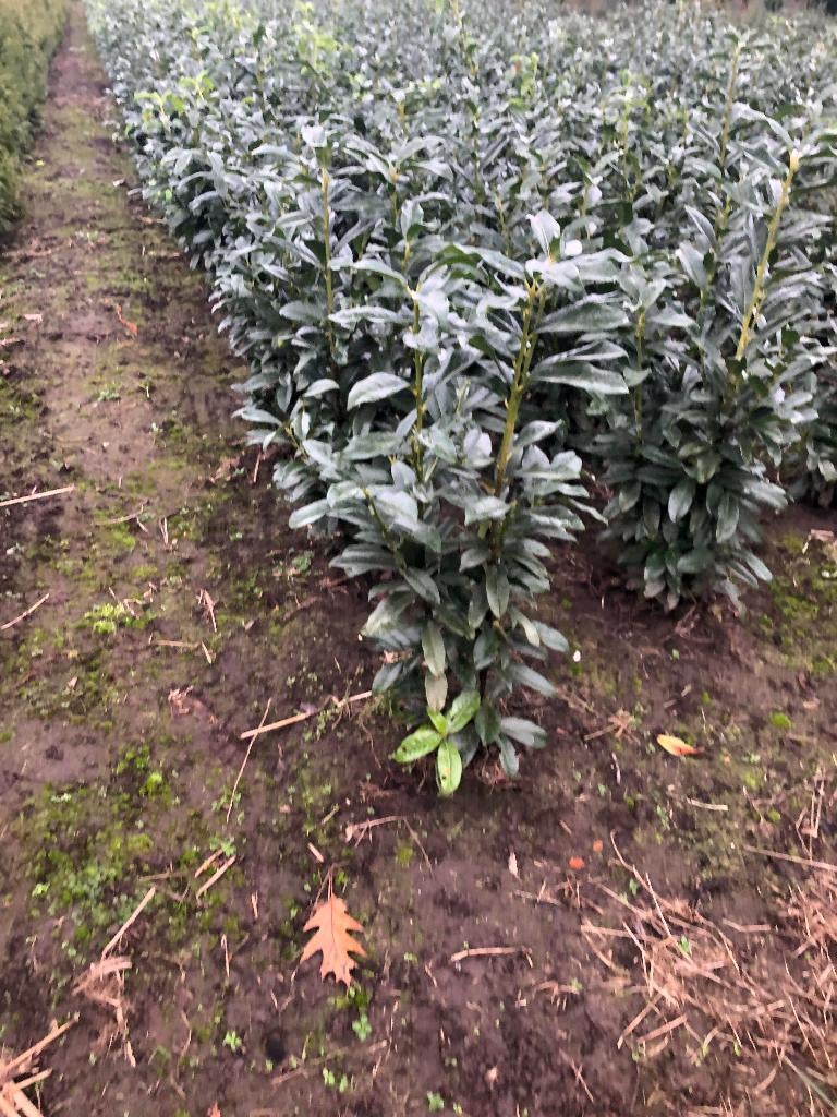 Verschillende soorten laurier te koop, Ophalen, Laurier, 100 tot 250 cm