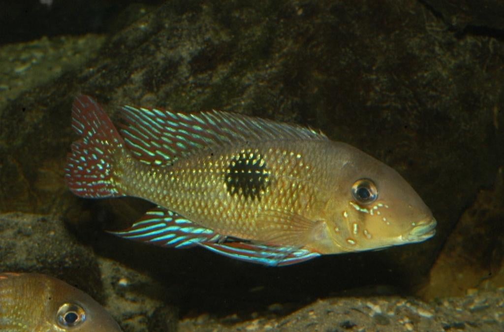 Zuid Amerikaanse Cichliden: Geophagus sp. "panta rhei", Vis, Zoetwatervis