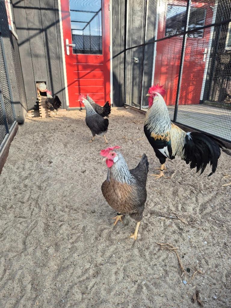 Broedeieren Ned Leghorn Zilverpatrijs en Patrijs, Geslacht onbekend, Kip